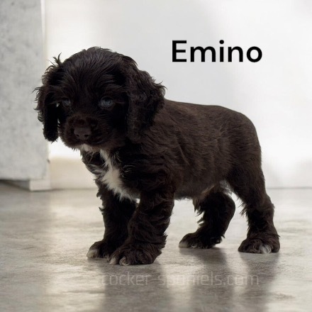 puppy, for, sale, Cocker Spaniel, Joe & Cherri  Overlease, dog, breeder, Miller, MO, dog-breeder, puppy-for-sale, forsale, nearby, find, puppyfind, locator, puppylocator, aca